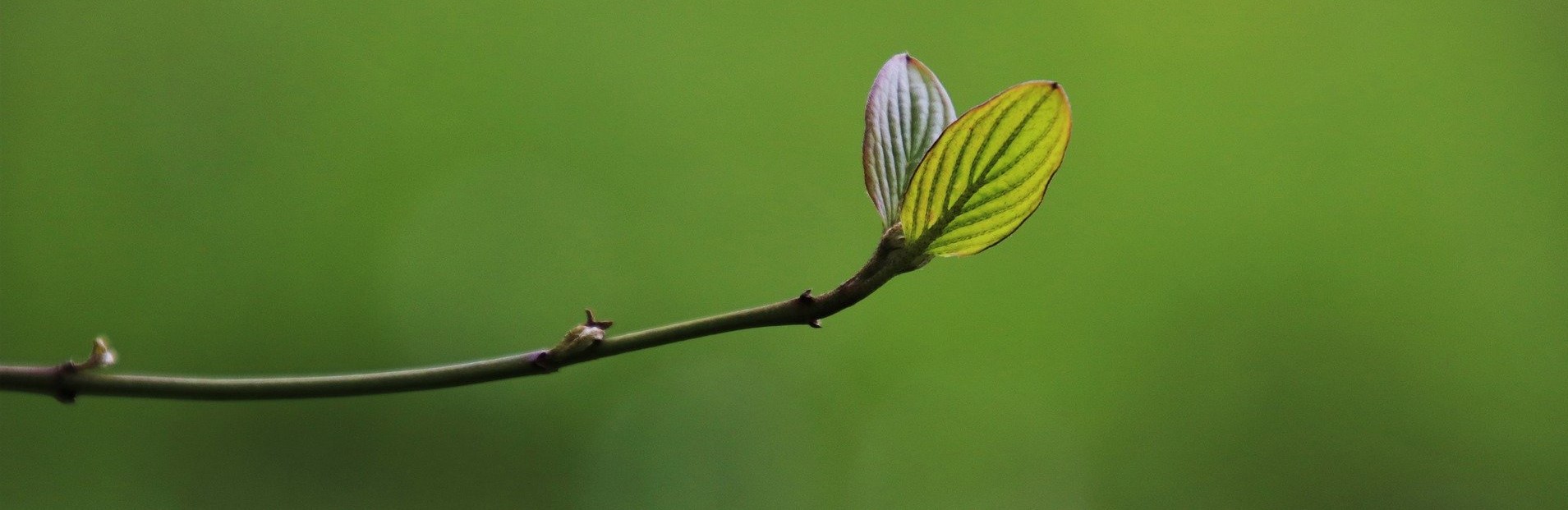 Tree growing a leaf.